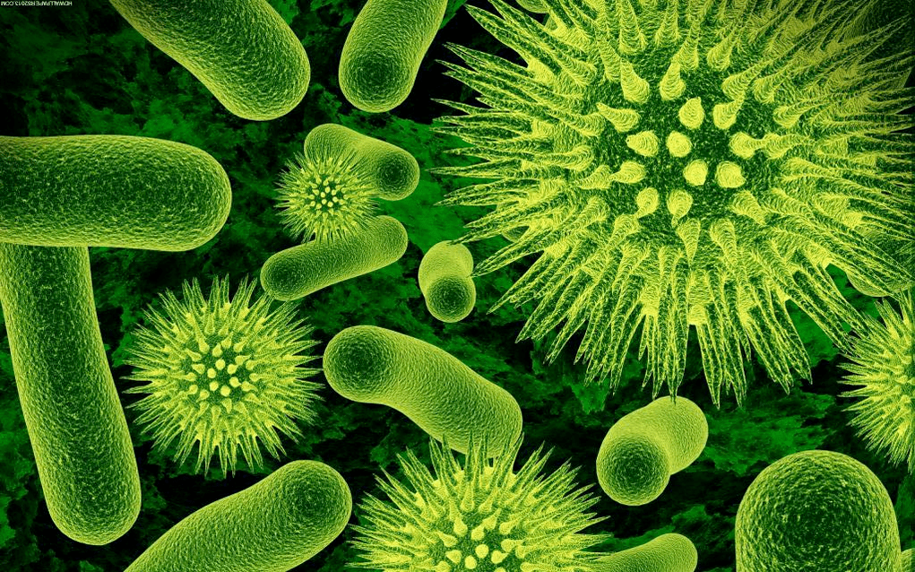 how bacteria get into the body