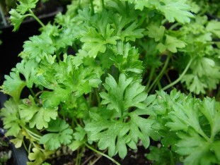 Parsley for the potency
